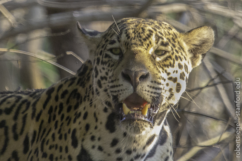 jaguar close